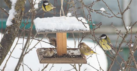 庭 鳥|専門家が解説! お家の庭に野鳥を呼ぶ方法とガーデン。